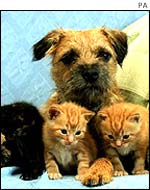 Dog with three kittens