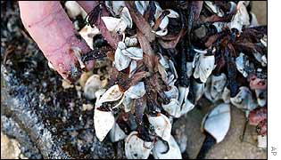 Goose barnacles