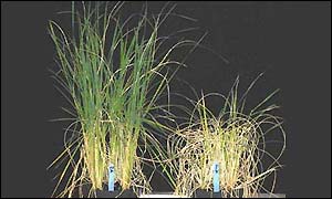 GM rice, Wu, Cornell University