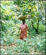 A farmer carries beans