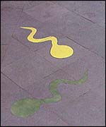 Painted sperm on museum floor