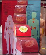 Exhibit explaining the stages of pregnancy