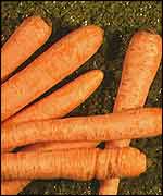 Carrots BBC