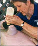 Raised by humans, Pig was not welcomed by other dugong males.Photo courtesy of Sea World.