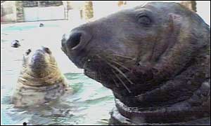 Seals at the Gweek sanctuary