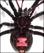 Black widow spider