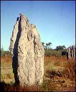 Termite mound BBC