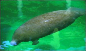 Sea cows belong to the Sirenia order, linking them to mermaids