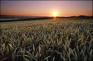 Sunrise over grain field Monsanto