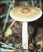 Tawny grisette (Amanita fulva) mushroom 