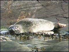 Diseased seal in The Wash