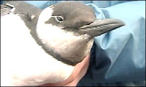 A guillemot