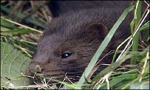 Mink
