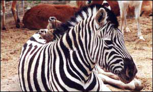 Zebra
