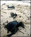 Dead bird on a polluted Spanish beach 