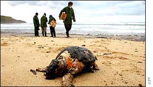 Dead turtle on Spanish beach