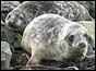 Grey seals 