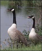 Geese