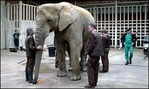 Tanya the African elephant, at Colchester Zoo 