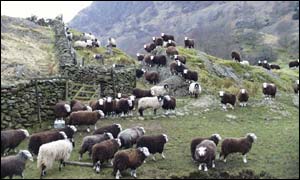 Swaledale sheep in Cumbria