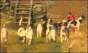 Hunt dogs in Eryri, north Wales