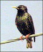 A starling