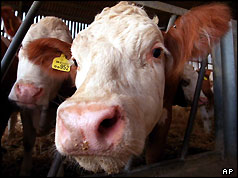 A Hereford cross heffer