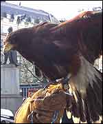 Jake the Harris hawk