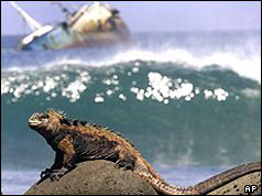 Iguana, Galapagos islands