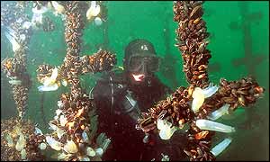 Mussel beds 
