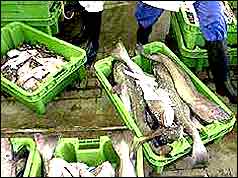 Cod on trawler
