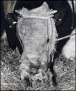 Cow in smog mask, NSCA photo