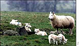 Sheep grazing in Cumbria