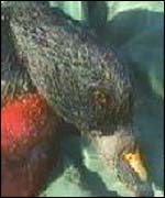 An oiled scoter, picture from the Wildlife and Wetlands Trust