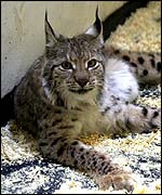 Lynx