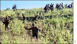 Burmese soldiers and civilians destroy opium poppy field during the country's narcotic destruction campaign in Shan state, 2000