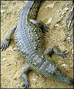 Crocodile 