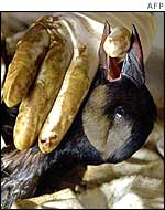 Puffin cleaned by rescue worker