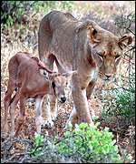 Lioness with baby Onyx