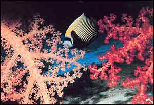 Red Sea reef scene Noaa