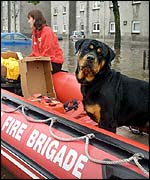Dog rescued from floods