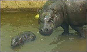 Lizzie the baby pygmy hippo