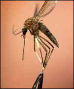Malaria mosquito