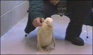 Albino African penguin chick