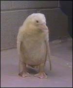 Albino penguin chick