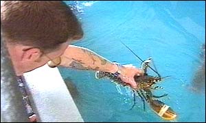 A lobster at the National Lobster Hatchery in Padstow