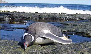 Dead penguin
