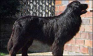 Newfoundland dog