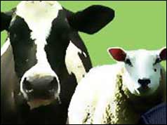 Cow and sheep graphic