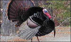A turkey